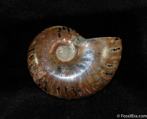 Iridescent Red Ammonite Inches #429